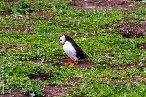 Puffins in Farne Islands