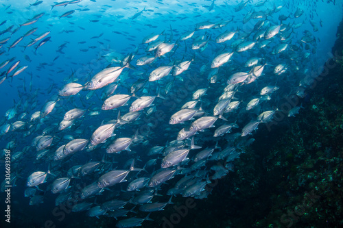 School of Jacks hunting on a tropical coral reef (Richelieu Rock, Thailand)
