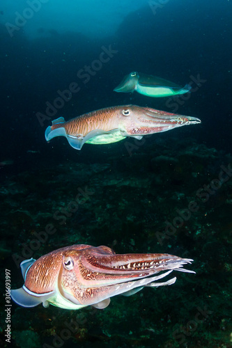 Mating Cuttlefish on a coral reef at dusk (Richelieu Rock)