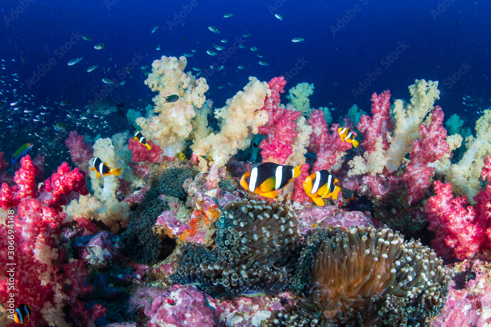 Fototapeta premium Banded Clownfish on a colorful tropical coral reef (Richelieu Rock)