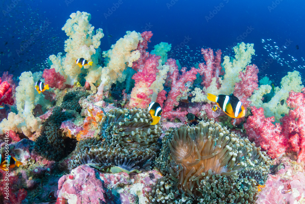Fototapeta premium Banded Clownfish on a colorful tropical coral reef (Richelieu Rock)