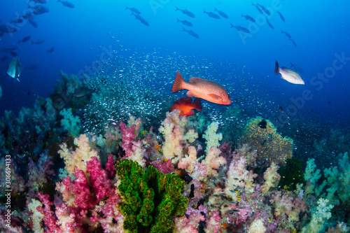 Red Snapper on a colorful tropical coral reef in the Andaman Sea © whitcomberd