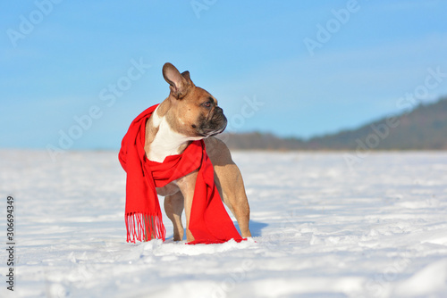 French Bulldog wearing a warm red winter scarf standing in midle winter of snow landscape in cold temperatures