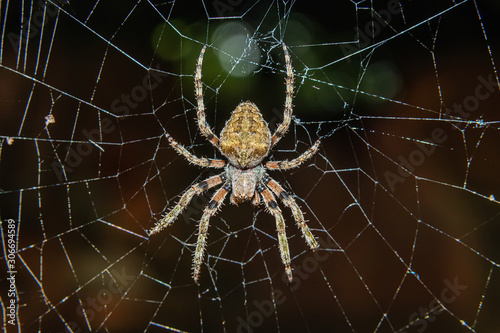 Close up: spider on net