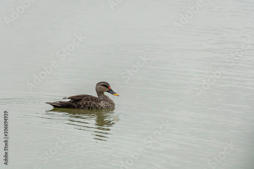 A spot-billed duck swimming in the waters of Hebbal lake photo
