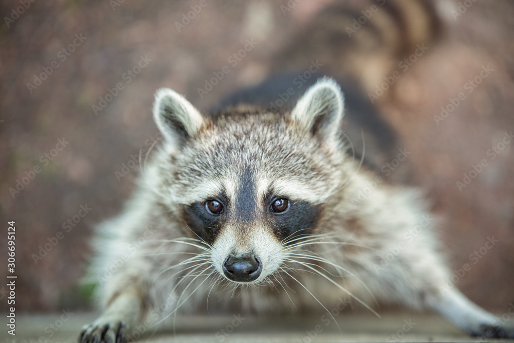 Close-up striped raccoon, with a sad begging look. Portrait of a raccoon.Predatory mammal. An animal with sad eyes. Yearning.
