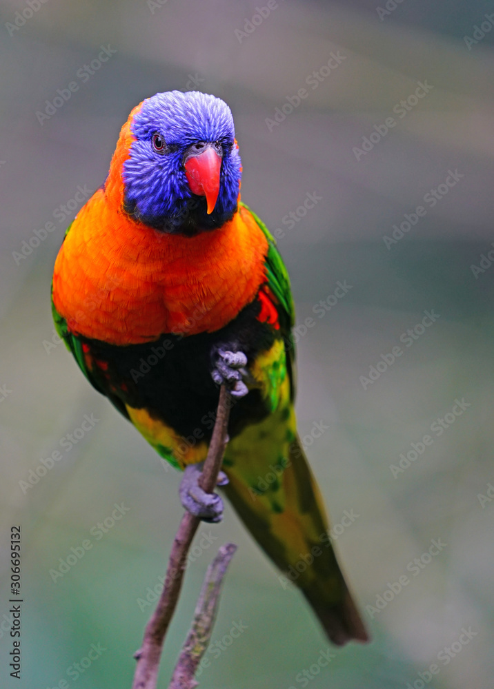 Naklejka premium View of a colorful lorikeet bird in Melbourne, Australia
