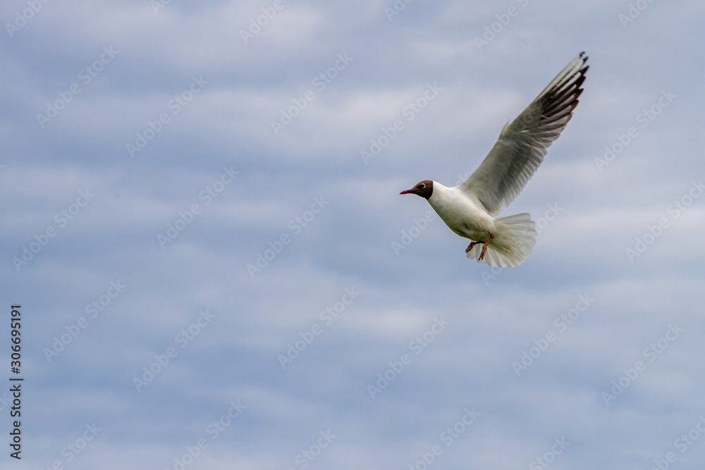 Tern in flight over the blue sky in Farne Islands Tern in flight over the blue sky in Farne Islands