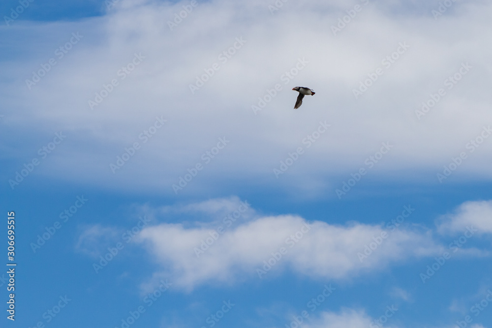 Birds in flight in Farne Islands