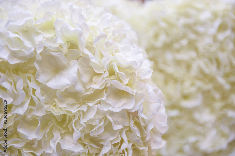 Petal White with background Petal White with background