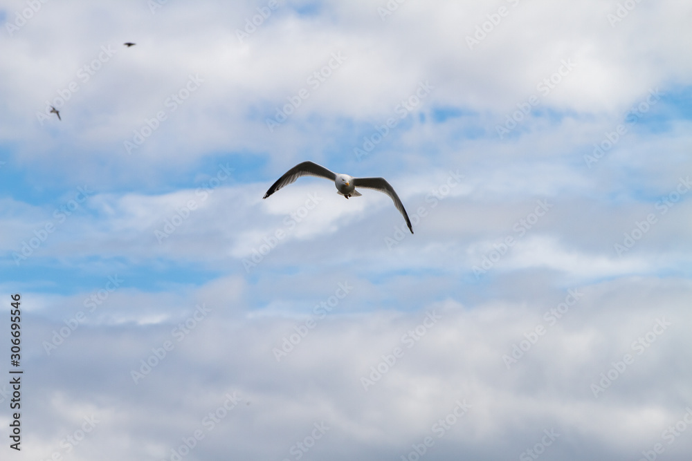 Birds in flight in Farne Islands