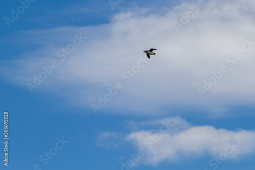 Birds in flight in Farne Islands © anca enache