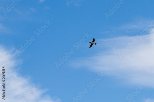 Birds in flight in Farne Islands