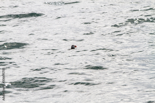 Puffins floating on the water in Farne Islands