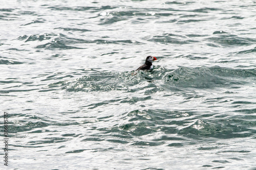 Puffins floating on the water in Farne Islands
