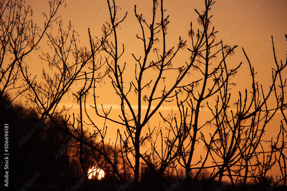 Obraz premium Sonnenuntergang und Abendrot hinter Ästen und Bäumen