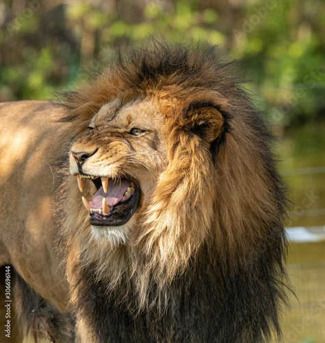 Fototapeta Naklejka Na Ścianę i Meble -  lion male showing his teeth