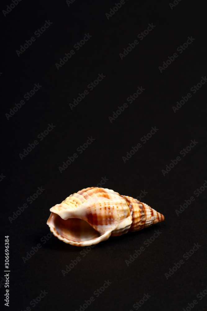Striped Whelk sea shell found in the Adriatic,the British Isles and on the north American Atlantic coast Striped Whelk sea shell found in the Adriatic,the British Isles and on the north American Atlantic coast