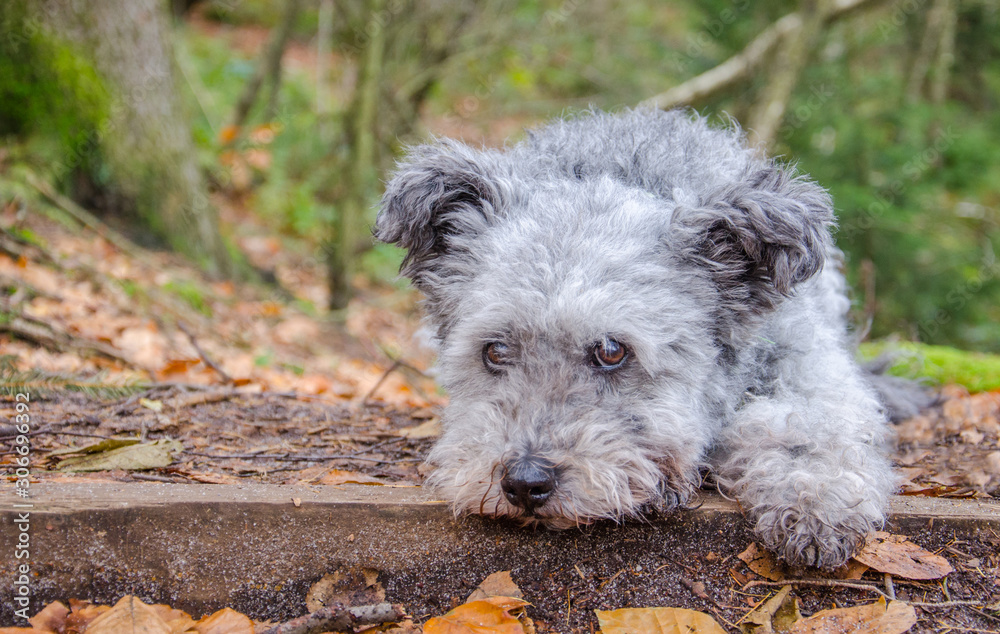 Fototapeta premium Pumi dog lying in the forest