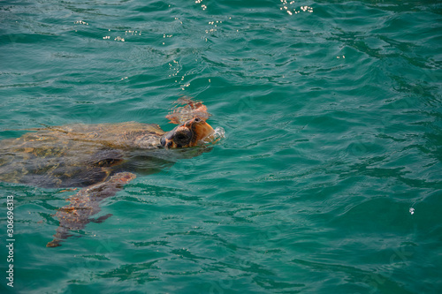 the loggerhead sea turtle (Caretta caretta) in Laganas Bay on Zakynthos island (Greece)