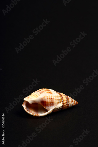 Striped Whelk sea shell found in the Adriatic,the British Isles and on the north American Atlantic coast