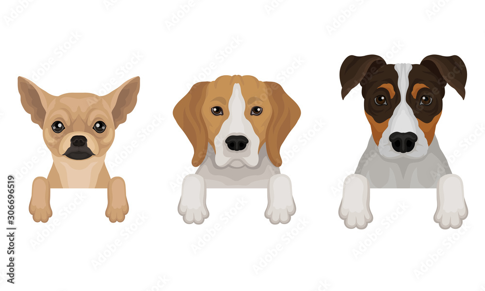 Three thoroughbred dogs peep out. Vector illustration on a white background.