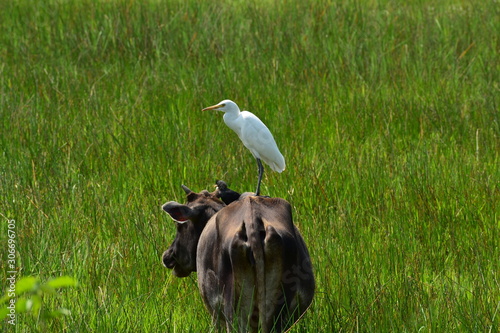 Egret with the cow in the paddy fields