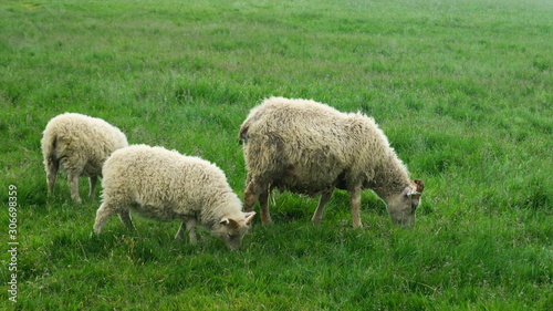 Sheep in Iceland © centryfuga
