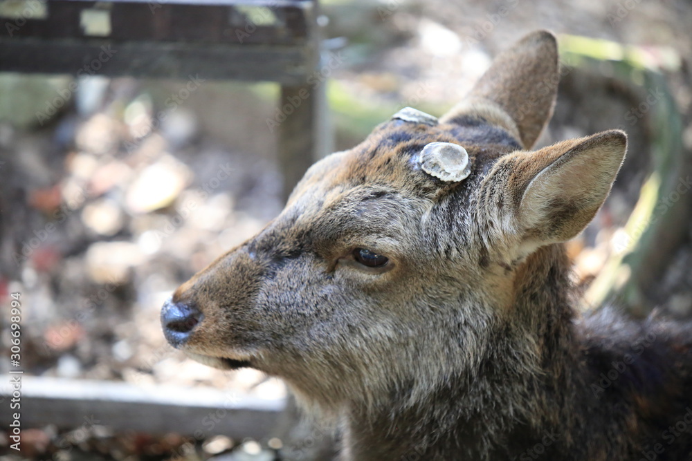 Fototapeta premium Nara Park in Nara Prefecture, Japan and the scenery of deer living in the park