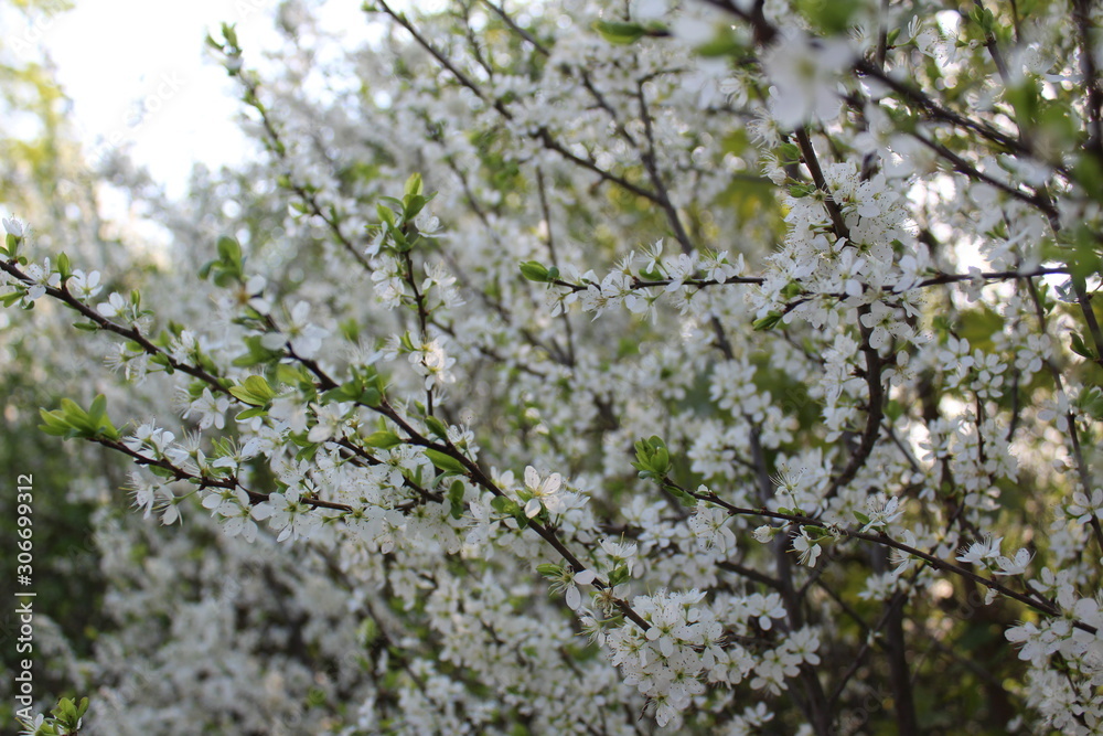 Blüten Blüten