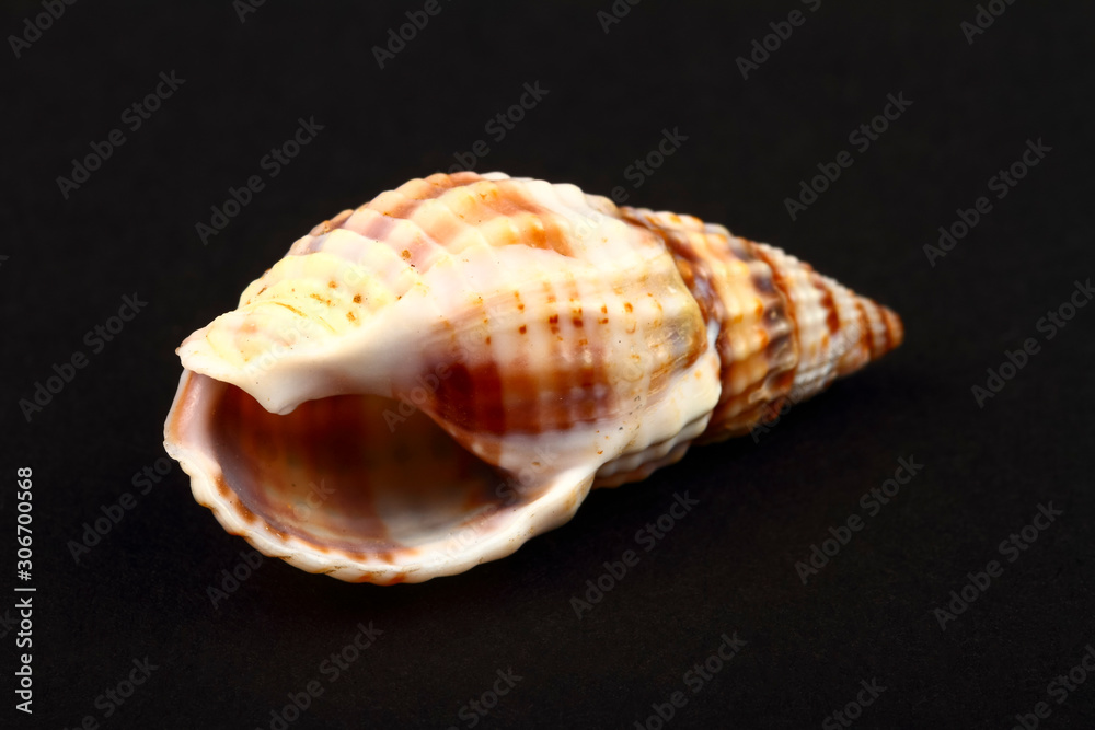 Striped Whelk sea shell found in the Adriatic,the British Isles and on the north American Atlantic coast