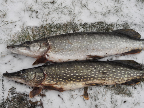 catch of fish in winter fishing on snow and ice