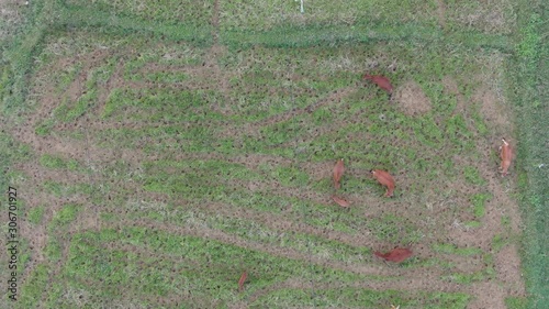 Top down view of cows and their cattle eating grass at the dry rice field photo