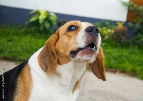 Wall Mural Cute and healthy beagle dogs are sitting and whining.