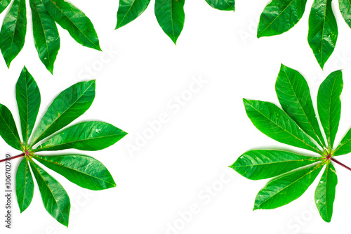 fresh cassava leaves on a white background with free space  wallpaper design 