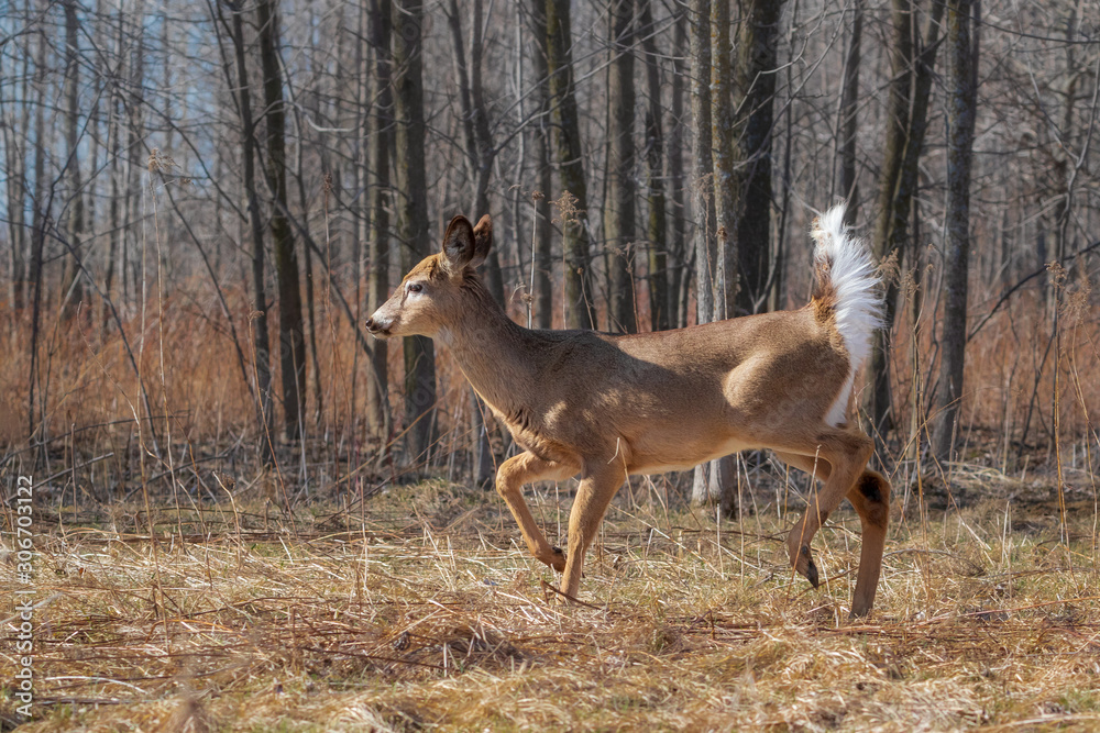 White-tailed deer walking in field near forest White-tailed deer walking in field near forest
