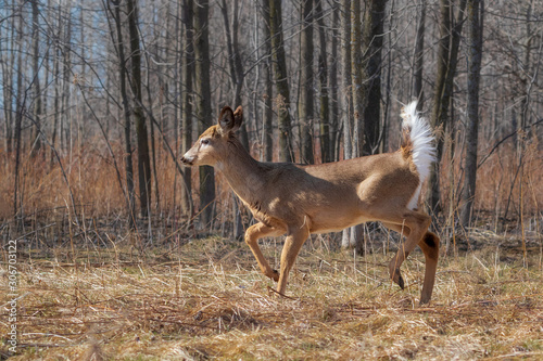 White-tailed deer walking in field near forest