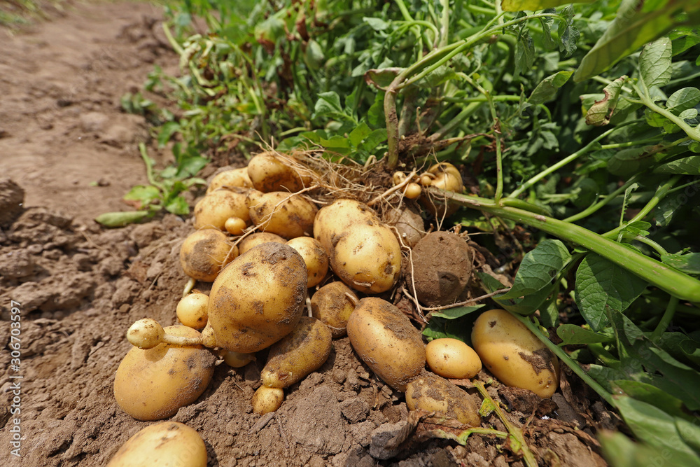 freshly unripe potatoes in the field. freshly unripe potatoes in the field.