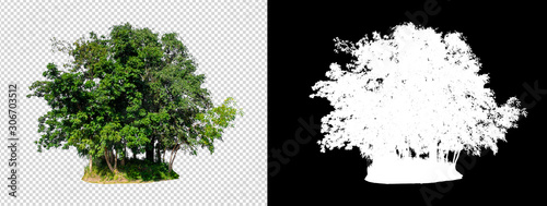 Foto isolated tree on transperrent picture background with clipping path