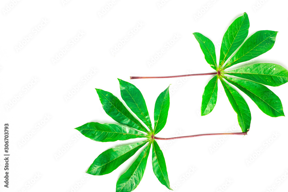 fresh cassava leaves on a white background with free space ,wallpaper design 