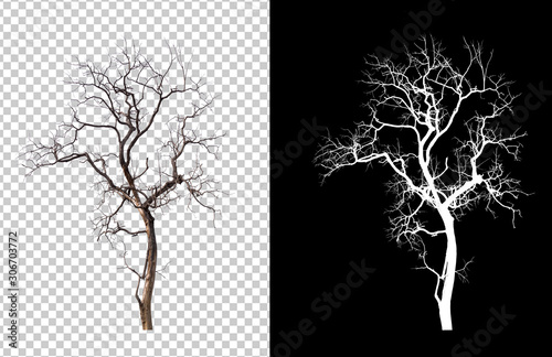 isolated death tree on transperrent picture background photo