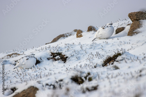 Rock Ptarmigan, Lagopus mutus, x 2 in partial winter moult perched on the snowy ground in winter during December in Scotland.