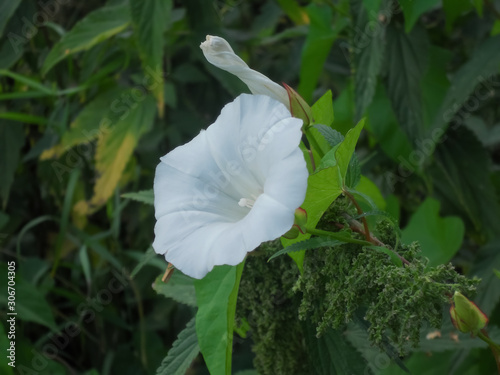 white bindweed in the forest