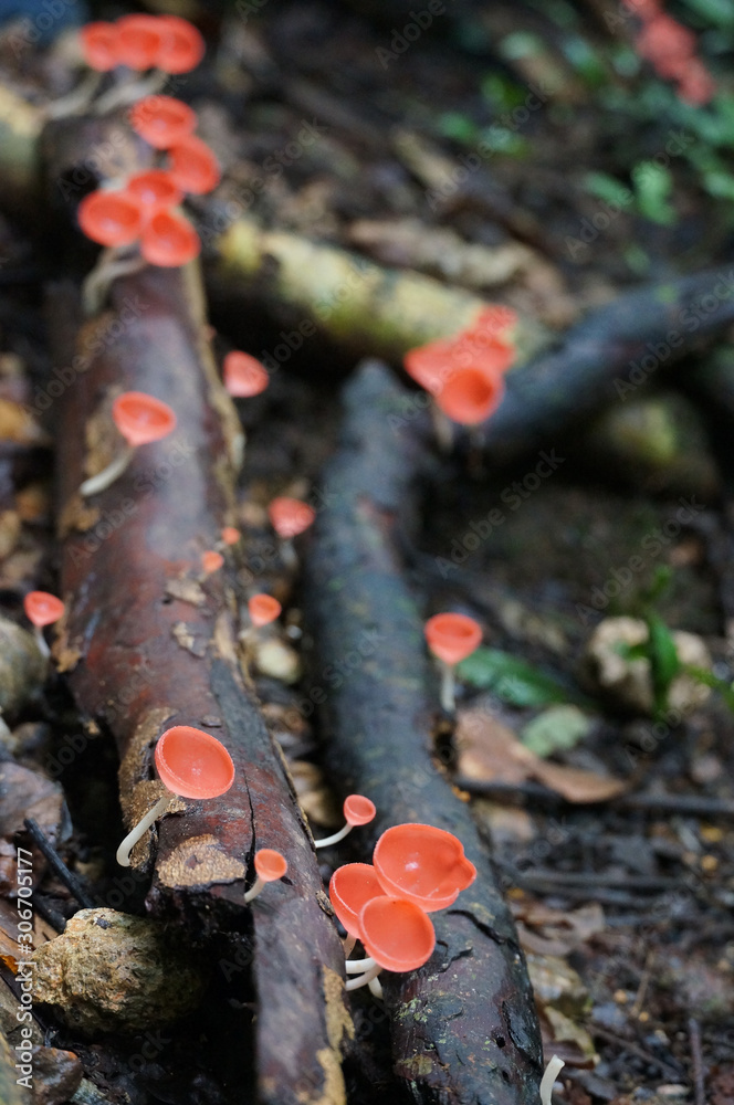 Pink Burn Cup mushrooms are growing up from the decomposed branch Pink Burn Cup mushrooms are growing up from the decomposed branch