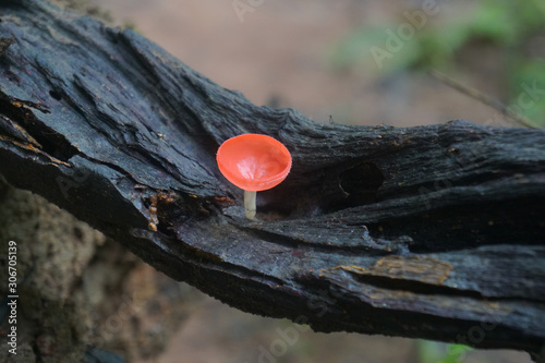 Pink Burn Cup mushroom is growing up from the decomposed branch