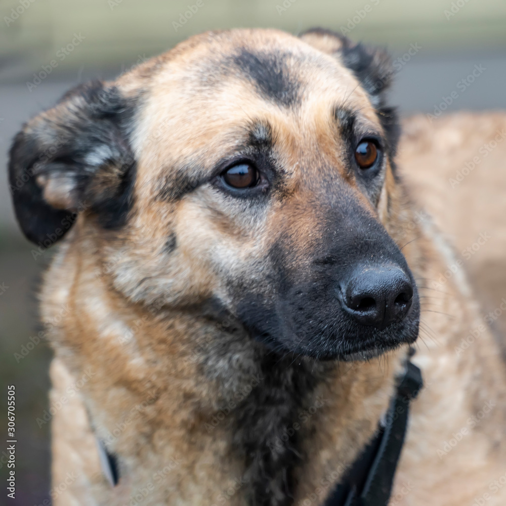 Close-up portrait of a simple funny but smart mongrel dog Close-up portrait of a simple funny but smart mongrel dog