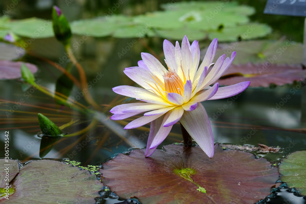 水辺で咲く熱帯睡蓮グリーンスモークの花 Stock Foto Adobe Stock
