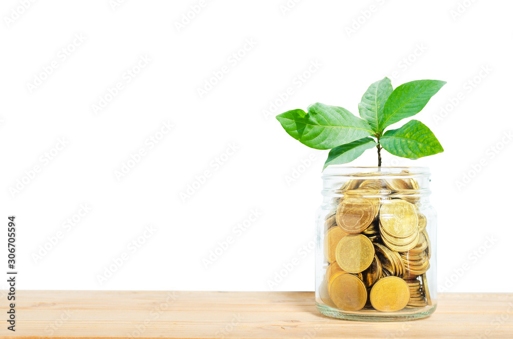 green leaves growth up on golden coin on wood table with white background. financial and saving concept. ESG Environmental Social Governance. green leaves growth up on golden coin on wood table with white background. financial and saving concept. ESG Environmental Social Governance.