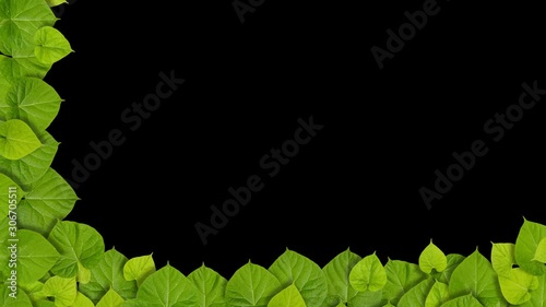 green leaves frame