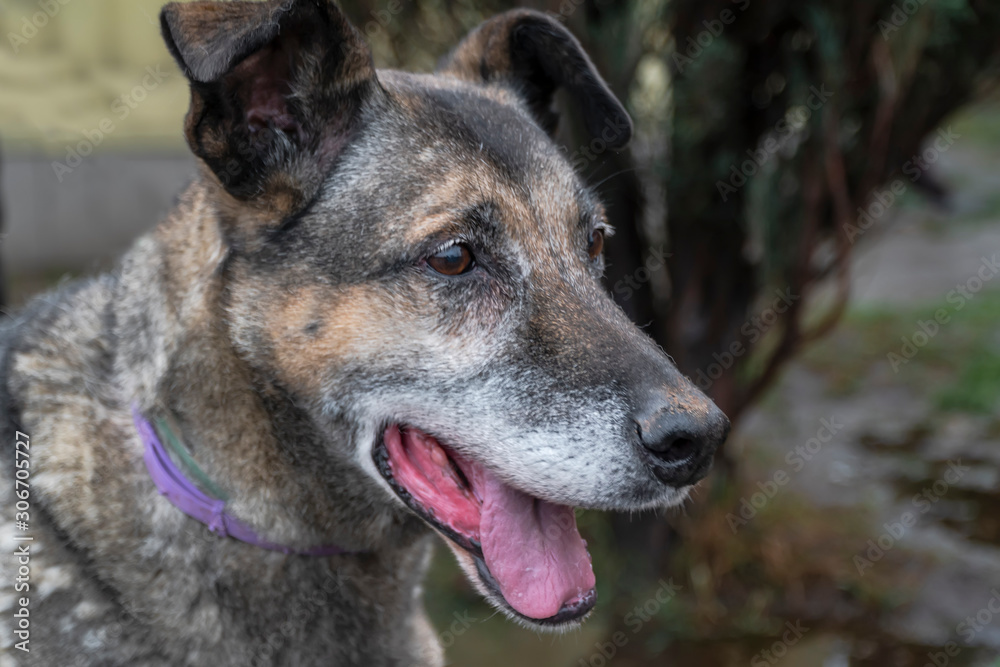 Close-up portrait of a simple funny but smart mongrel dog